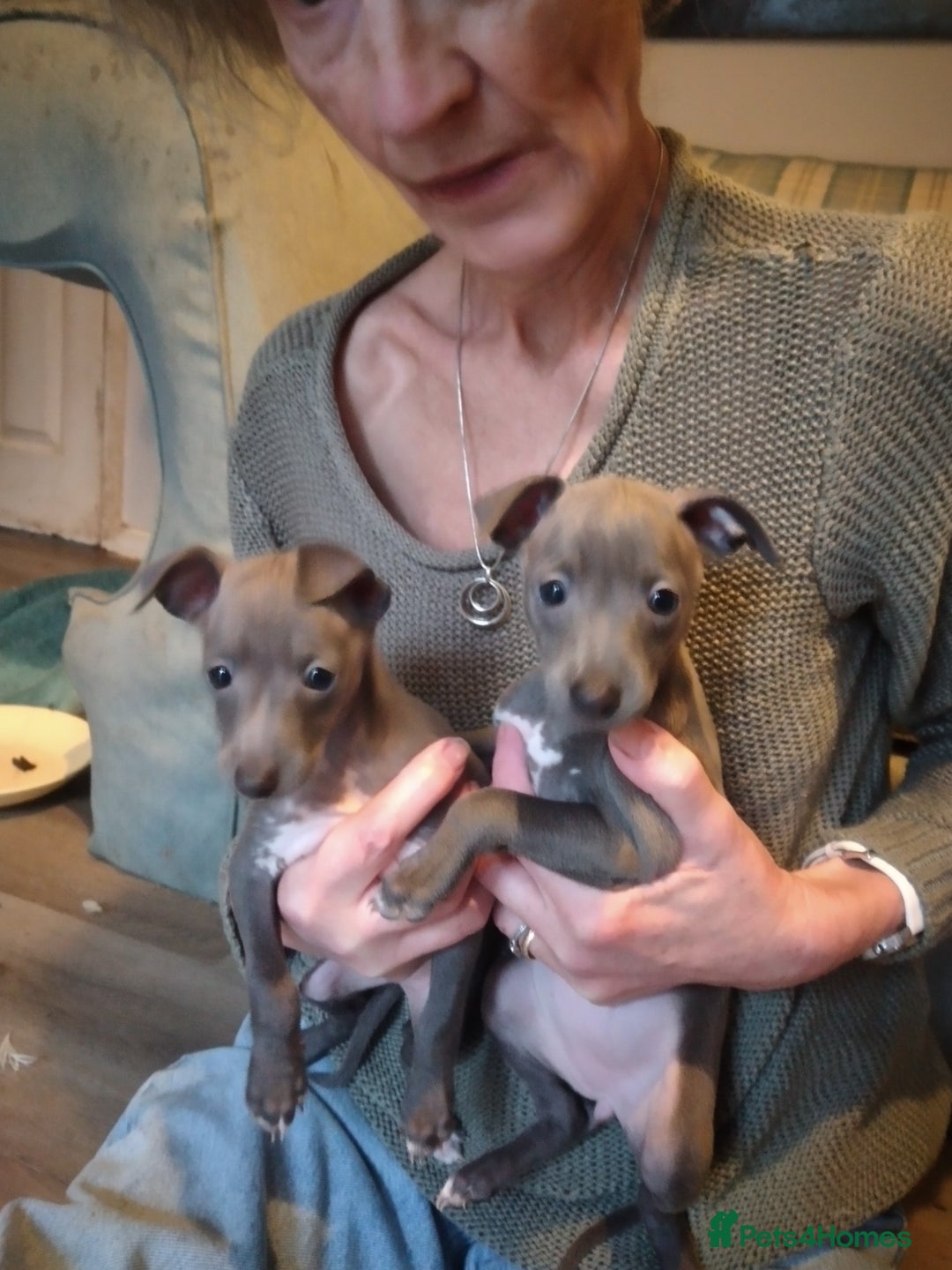 Italian Greyhound dogs for sale: Beautiful KC registered Italian greyhound puppies - Advert 1