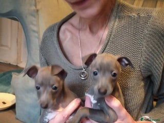Italian Greyhound dogs Beautiful KC registered Italian greyhound puppies - Advert 6
