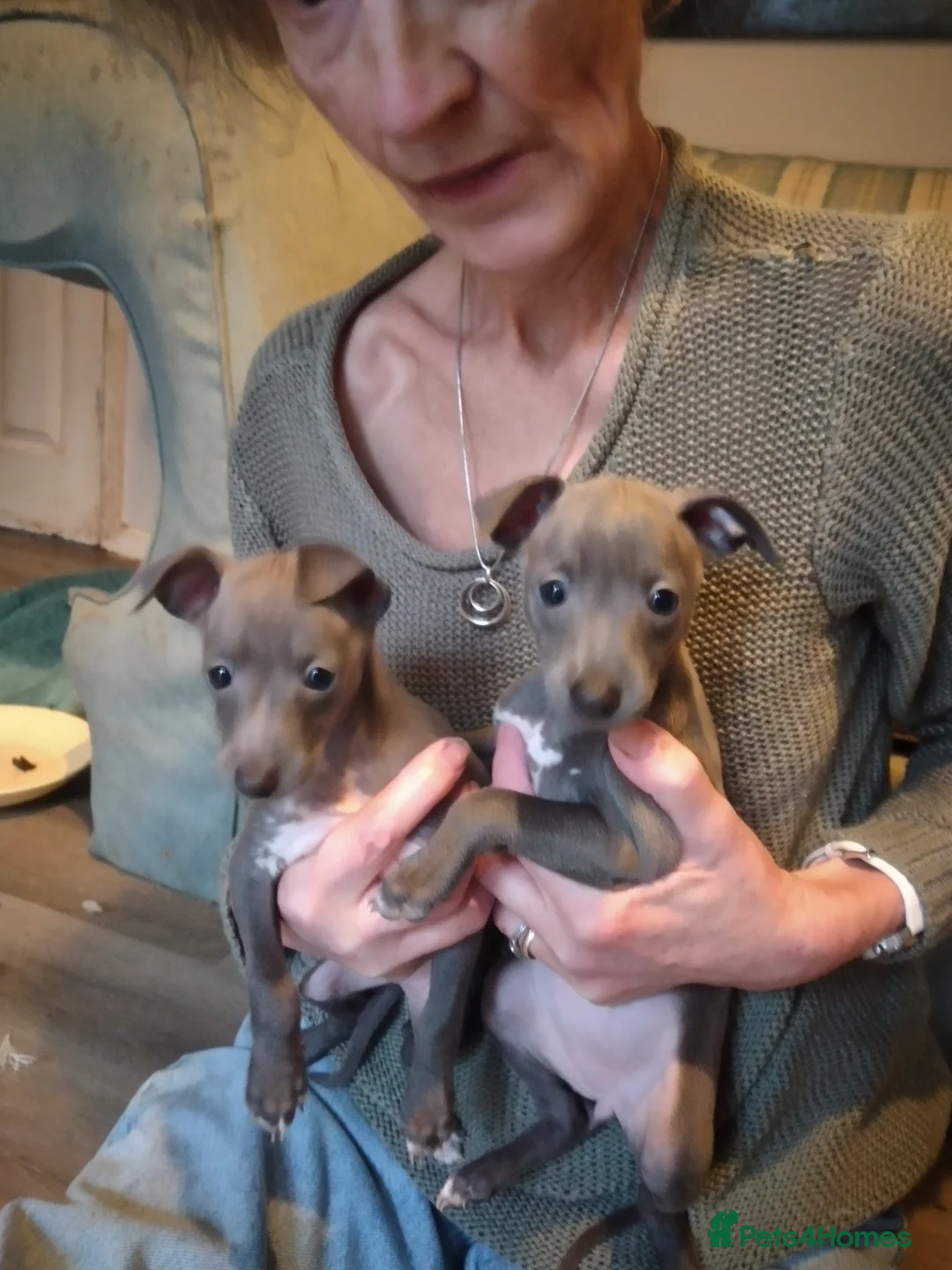 Italian Greyhound dogs for sale: Beautiful KC registered Italian greyhound puppies - Advert 1