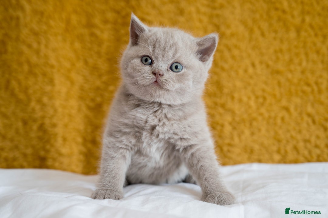 British Shorthair cats for sale: Stunning British Shorthair kittens - rare colours - Image 1