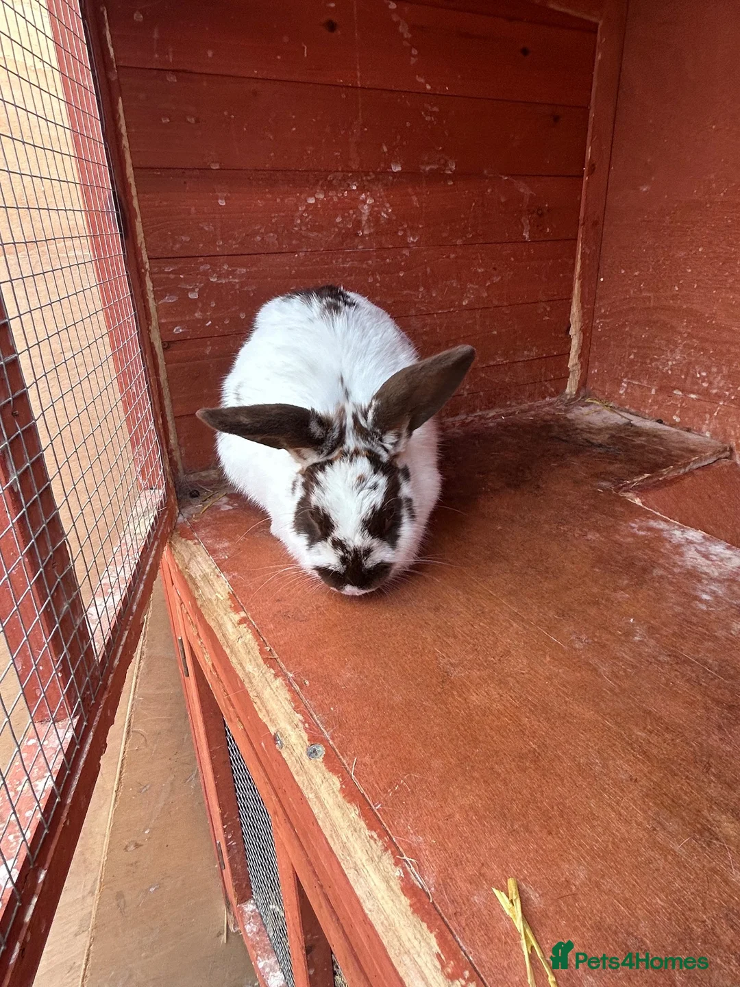 Mixed Breed rabbits for sale: 2 rabbits and hutch in Bristol - Advert 1
