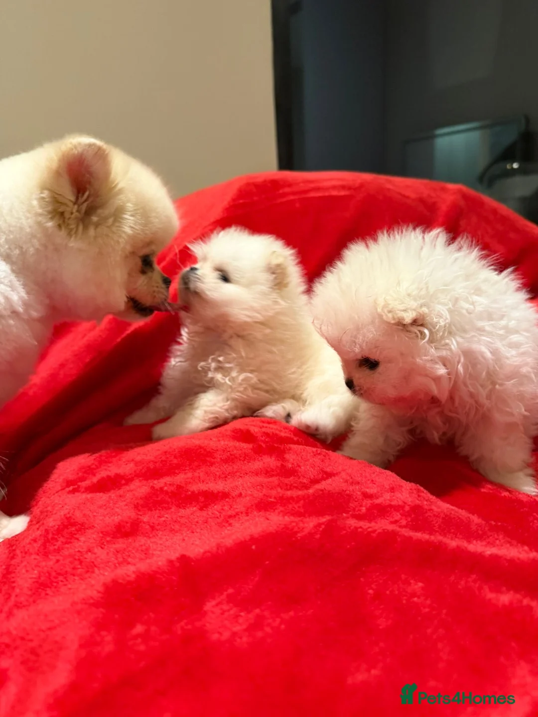 Pomeranian dogs for sale: 2 mini Pomeranian boys for sale  - Advert 5