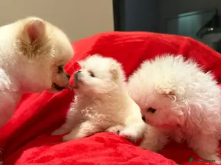 Pomeranian dogs 2 mini Pomeranian boys for sale - Advert 18
