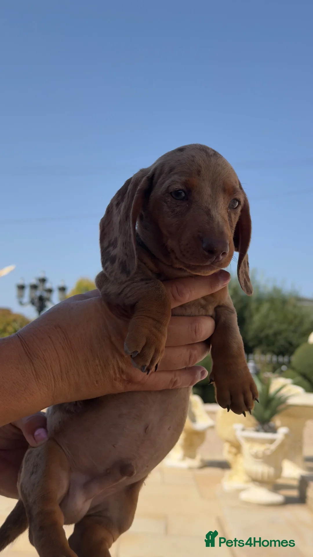 Miniature Dachshund dogs for sale: Miniature dachshund  in Weston-super-Mare - Advert 4