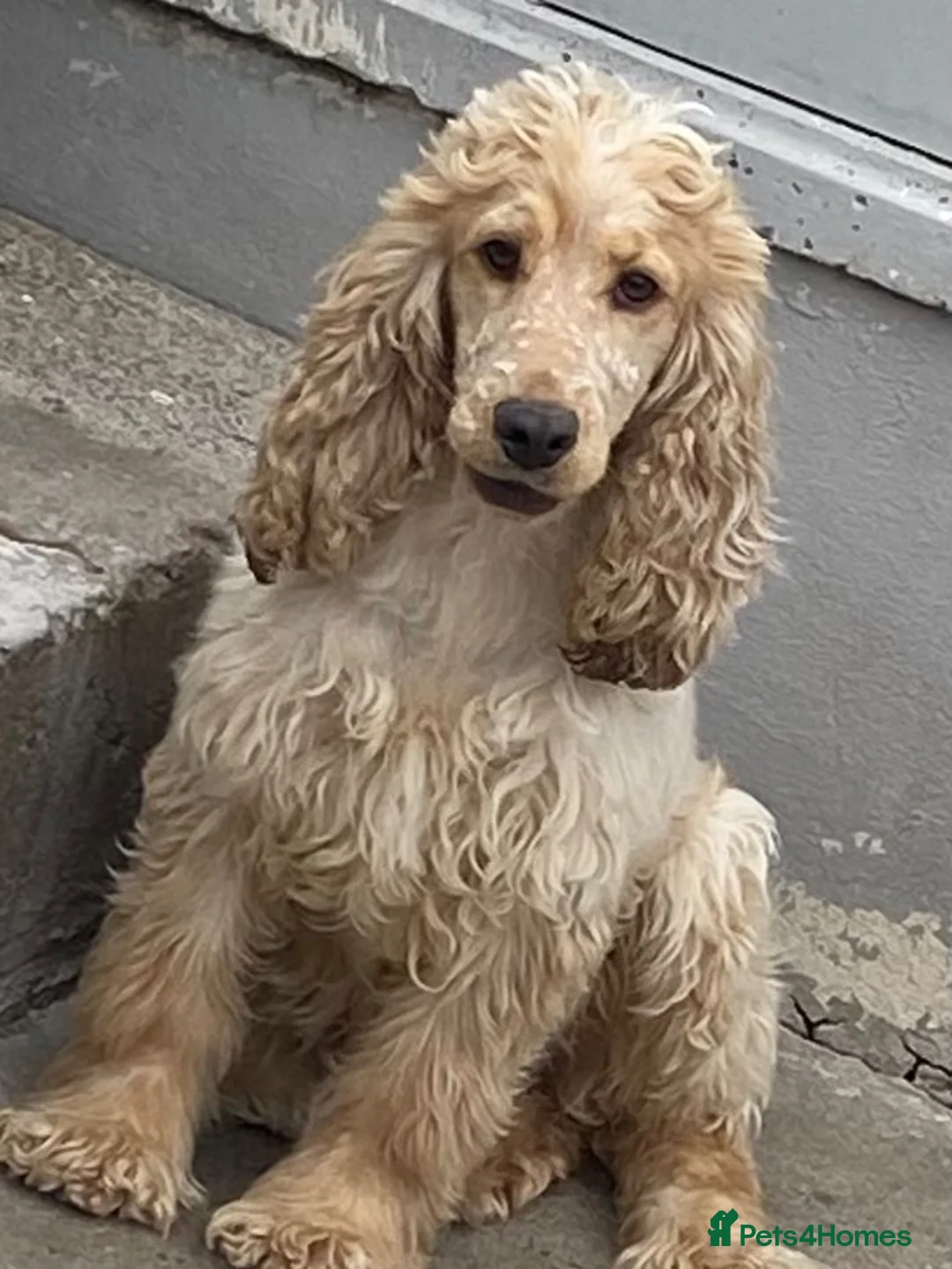 Cockapoo dogs for sale: F1 Cockapoo puppies. Apricot roan - Advert 1