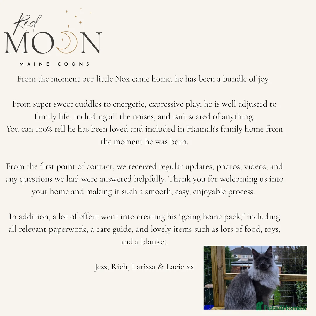 Maine Coon cats for sale: Last 2 female Maine Coon kittens - Advert 4