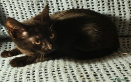Mixed Breed cats for sale: Kittens for sale - Image 8