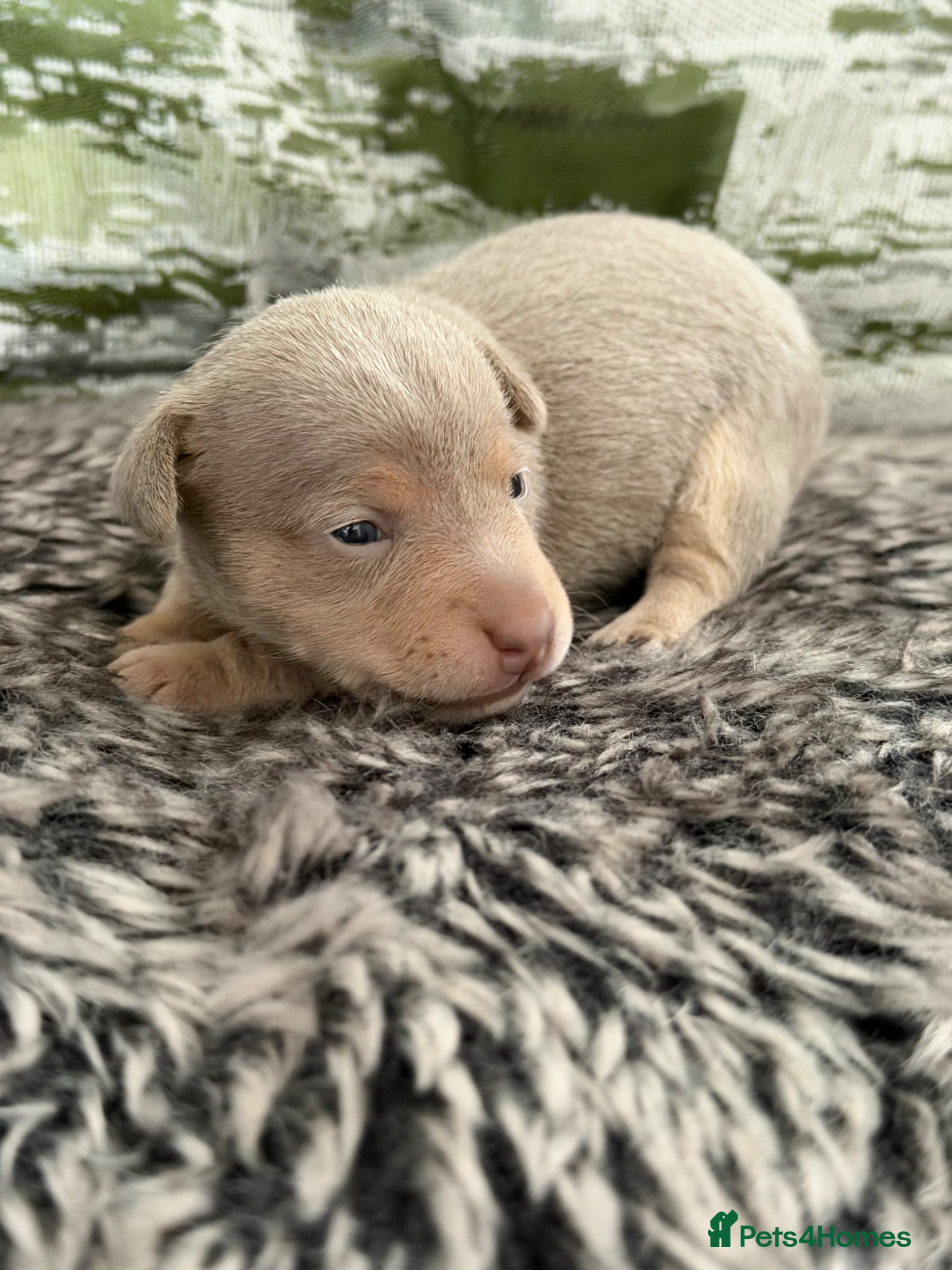 Jack Russell dogs for sale: DONJACKS - miniature health tested babies  - Advert 6