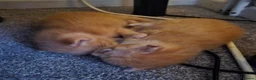 Mixed Breed cats for sale: Two ginger boys available August - Advert 2