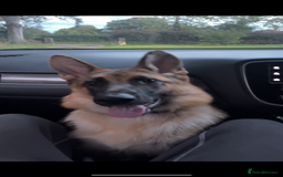 German Shepherd dogs for sale: German Shepard girl  - Image 3