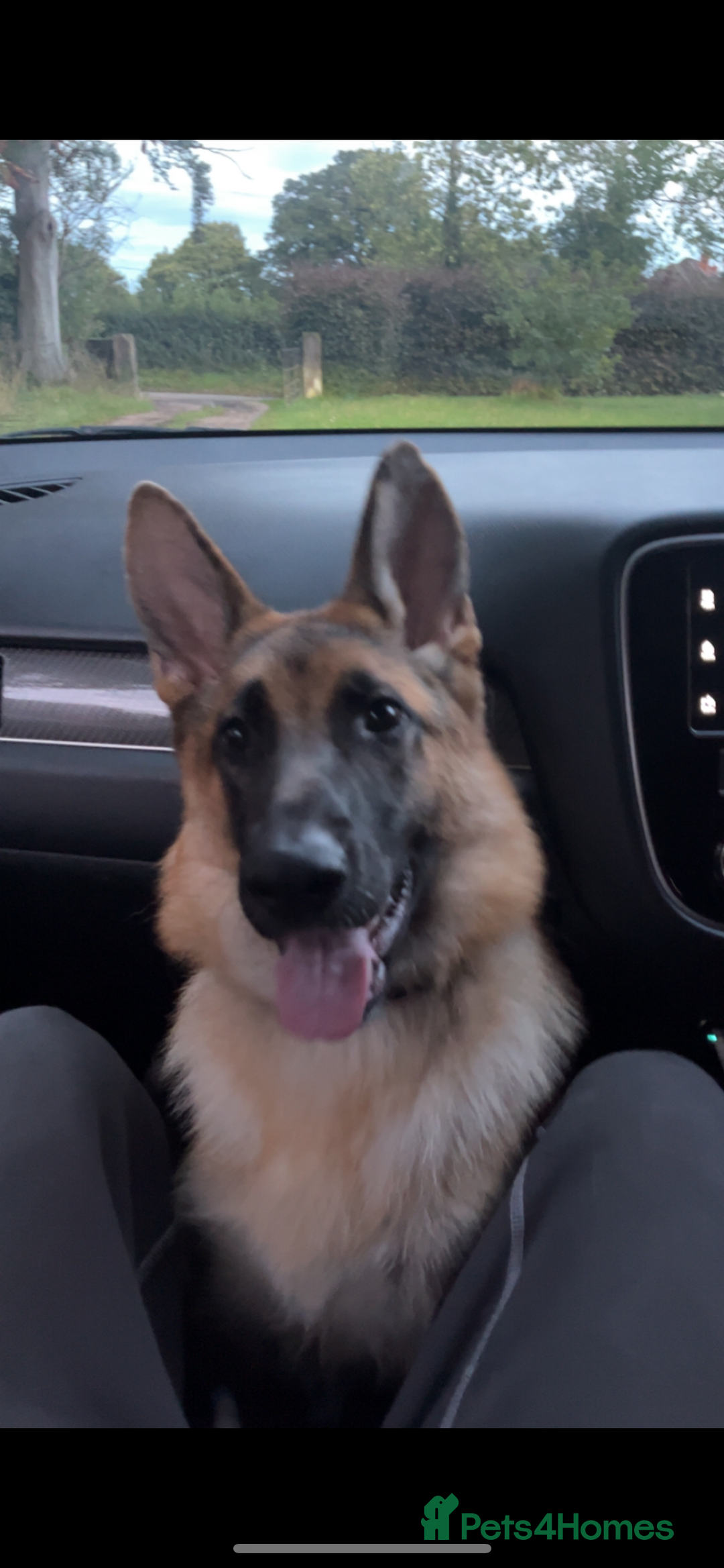 German Shepherd dogs for sale: German Shepard girl  - Image 3