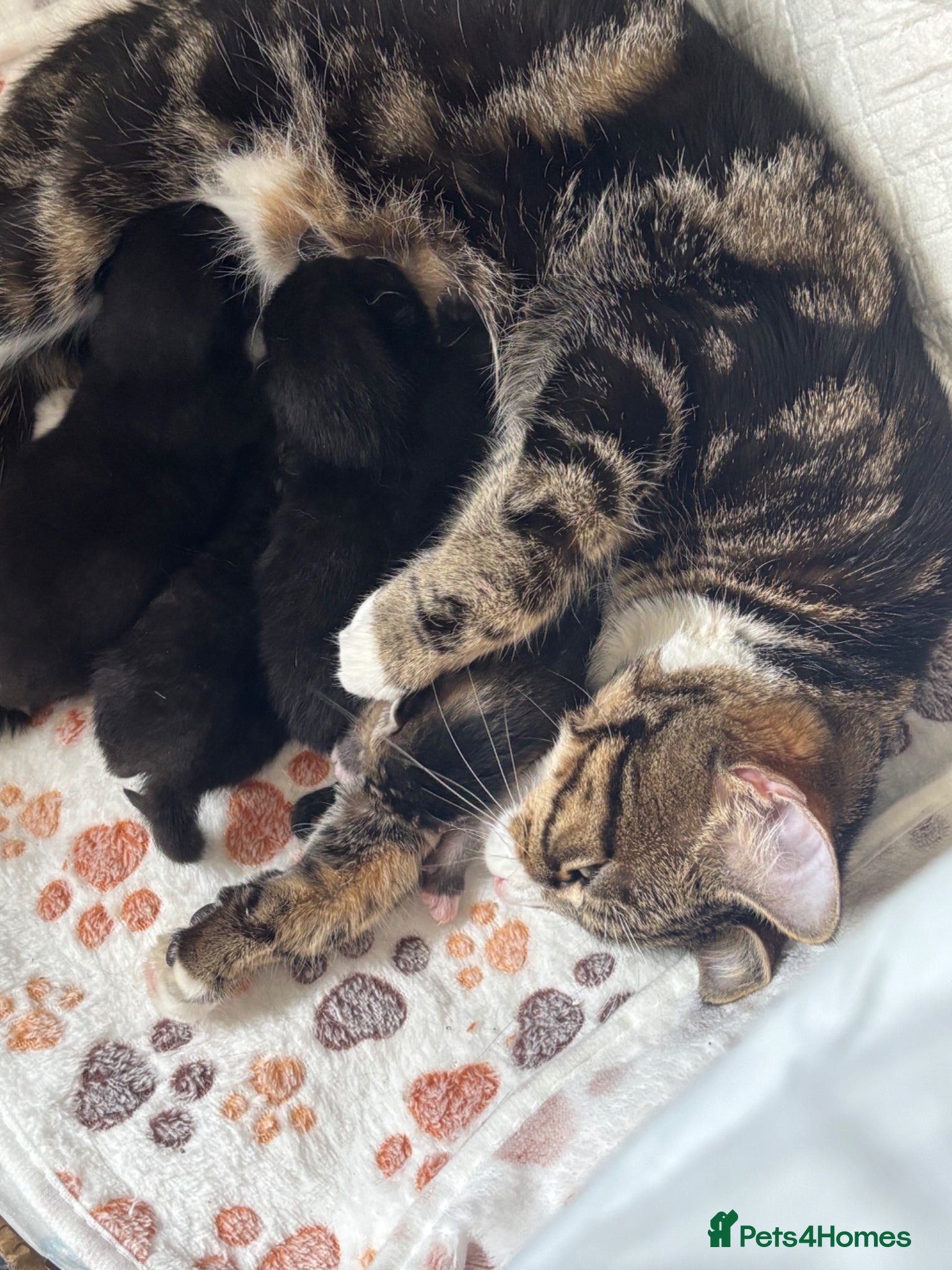 Mixed Breed cats Mixed kitties for sale, One Female, One Male - Advert 12