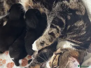 Mixed Breed cats Maine coone/ tabby and Bombay mixed kittens - Advert 2