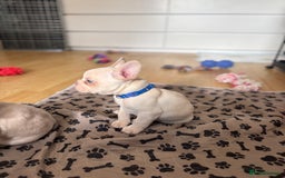 French Bulldog dogs for sale: 3 beautiful pedigree French bulldog puppies  - Image 10