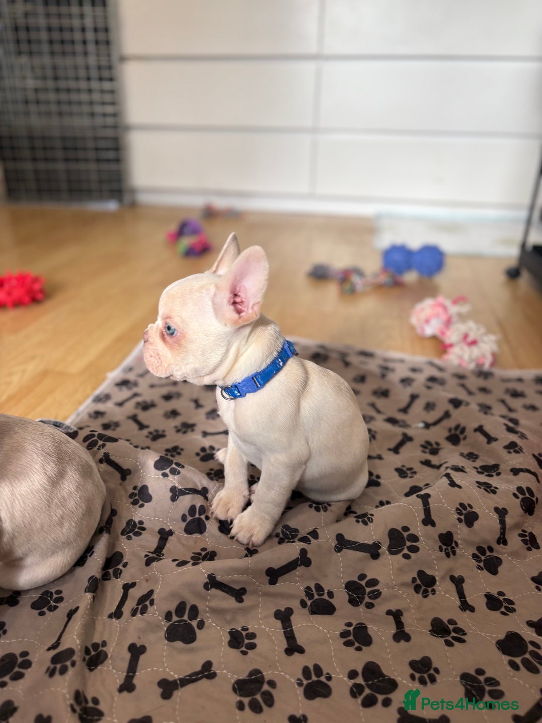 French Bulldog dogs for sale: 3 beautiful pedigree French bulldog puppies  - Image 10