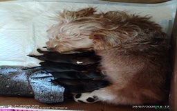 Dachshund dogs for sale: Jackshound puppies  - Image 8