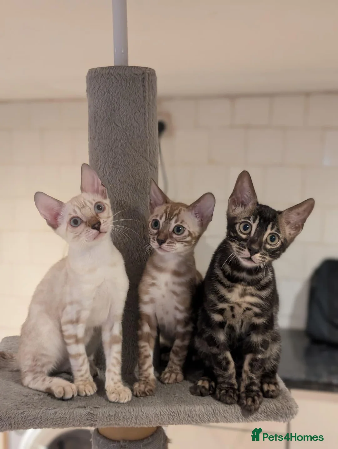Bengal cats for sale: 🐆✨ TICA-Registered Bengals 🐆✨ - Advert 1