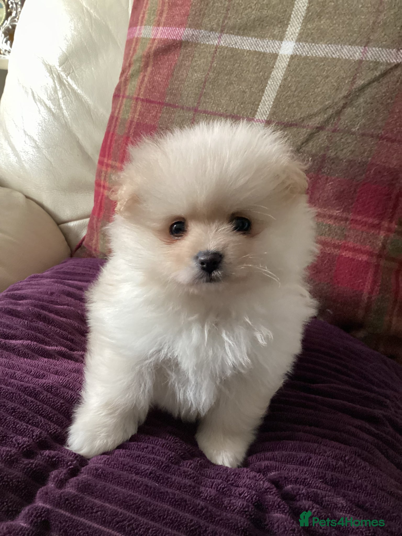 Pomeranian dogs kc reg top quality teddy Pomeranian pups  - Advert 1
