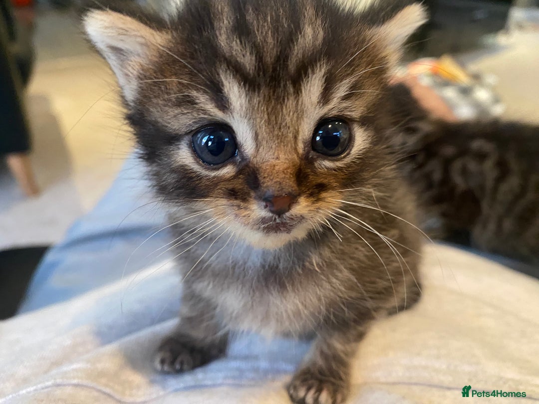 Mixed Breed cats for sale: 🌟 Agnes – A Tiny Girl With the Biggest Soul 🌟 - Advert 8