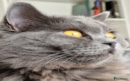 British Longhair cats for sale: Gorgeous Blue British longhair kittens - Image 22