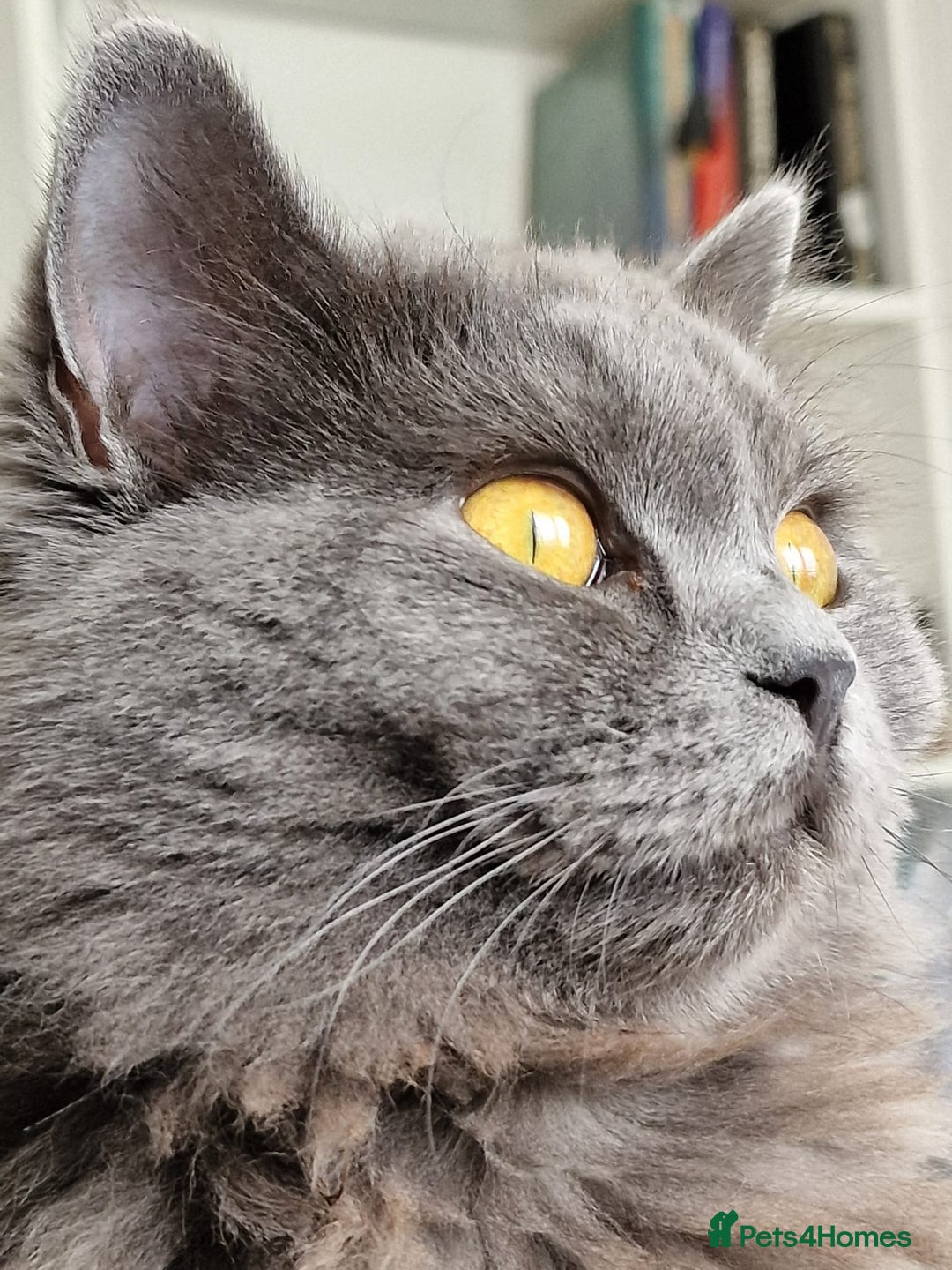 British Longhair cats for sale: Gorgeous Blue British longhair kittens - Image 22