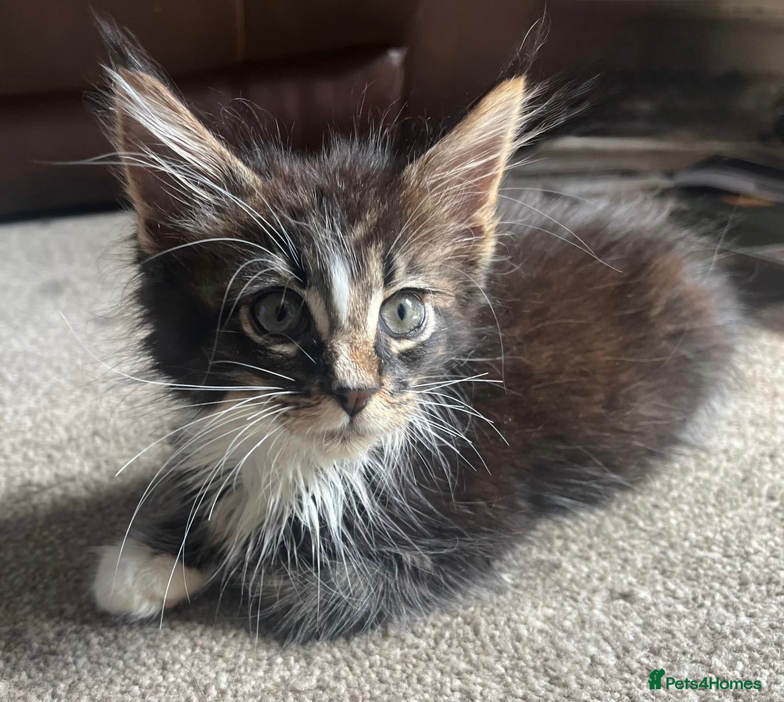 Maine Coon cats Beautiful Pedigree Maine Coon Kittens  - Advert 2