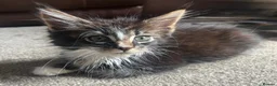 Maine Coon cats for sale: Beautiful Pedigree Maine Coon Kittens  - Advert 5