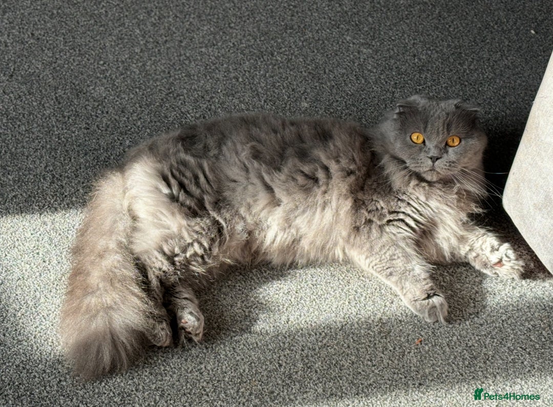 Scottish Fold cats for sale: Scottish fold kittens  - Advert 7