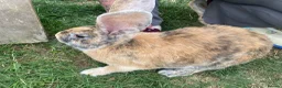 Continental Giant rabbits for sale: Continental Giants  - Advert 7