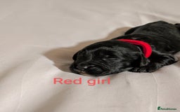 Cockapoo dogs for sale: Stunning f1 Cockapoo puppy's  - Image 5