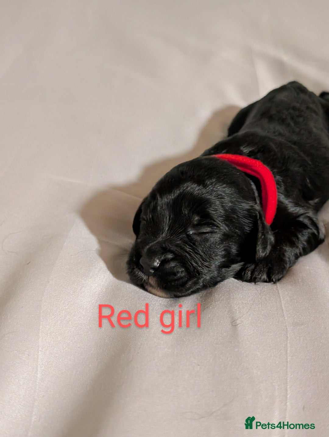 Cockapoo dogs for sale: Stunning f1 Cockapoo puppy's  - Image 5