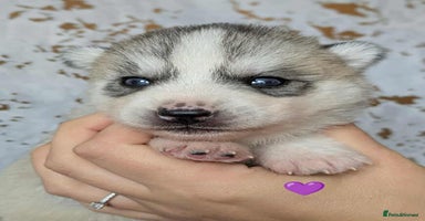 Siberian Husky dogs - Advert 9