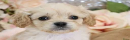 Cavapoo dogs for sale: *HEALTH TESTED*  F1 Cavapoos - Advert 23