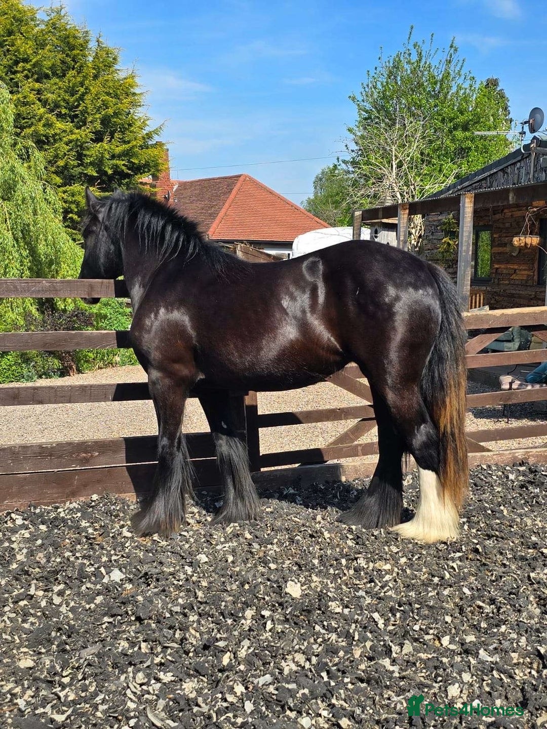 Shire horses for sale: 🌸 For sale - Princess 🌸 - Advert 3