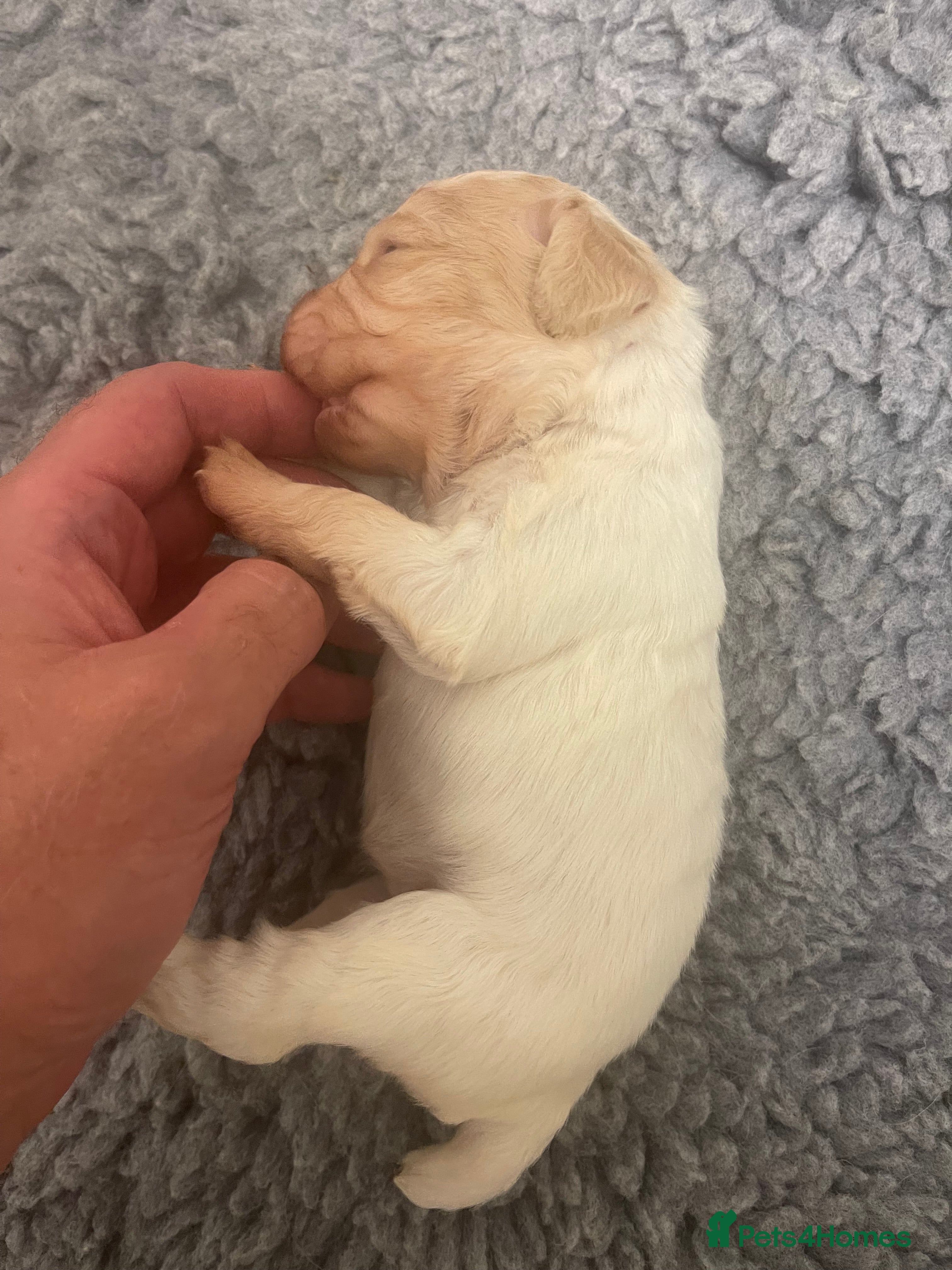 Cocker Spaniel dogs Two Working cocker spaniel puppies left - Advert 2