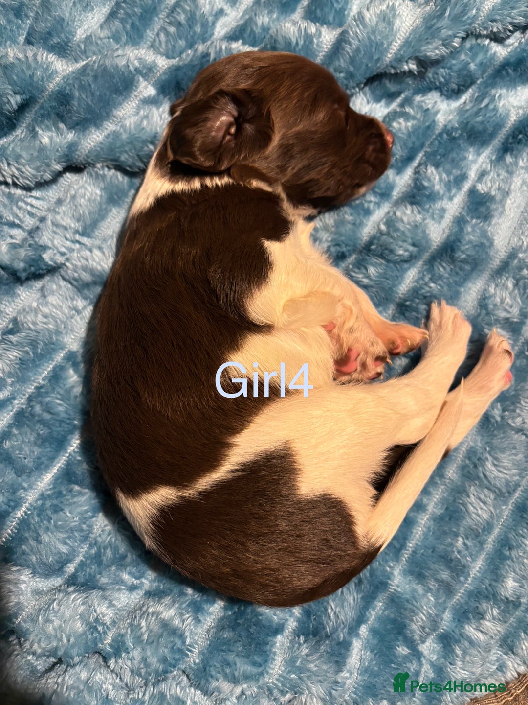 English Springer Spaniel dogs for sale: ✨ KC Registered English Springer Spaniel Puppies ✨ - Advert 8