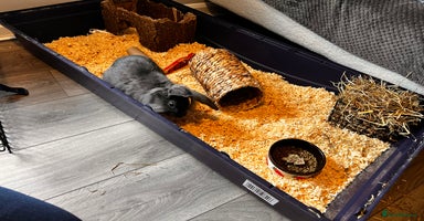 Lionhead rabbits Dutch x Lionhead  - Advert 8