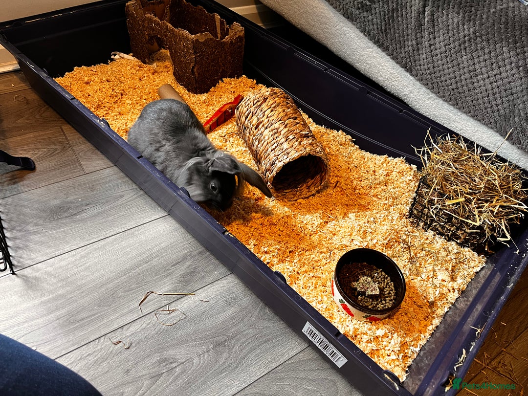 Lionhead rabbits for sale: Dutch x Lionhead  - Image 2