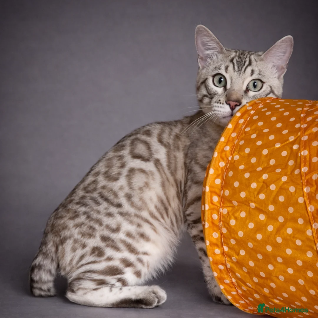 Bengal cats for sale: ⭐SENSATIONAL⭐️Seal Silver Mink Stud TICA REG - Advert 7