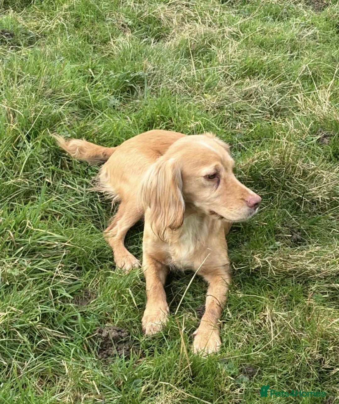 Cockapoo dogs for sale: GORGEOUS LITTER OF COCKAPOO’S - Advert 4