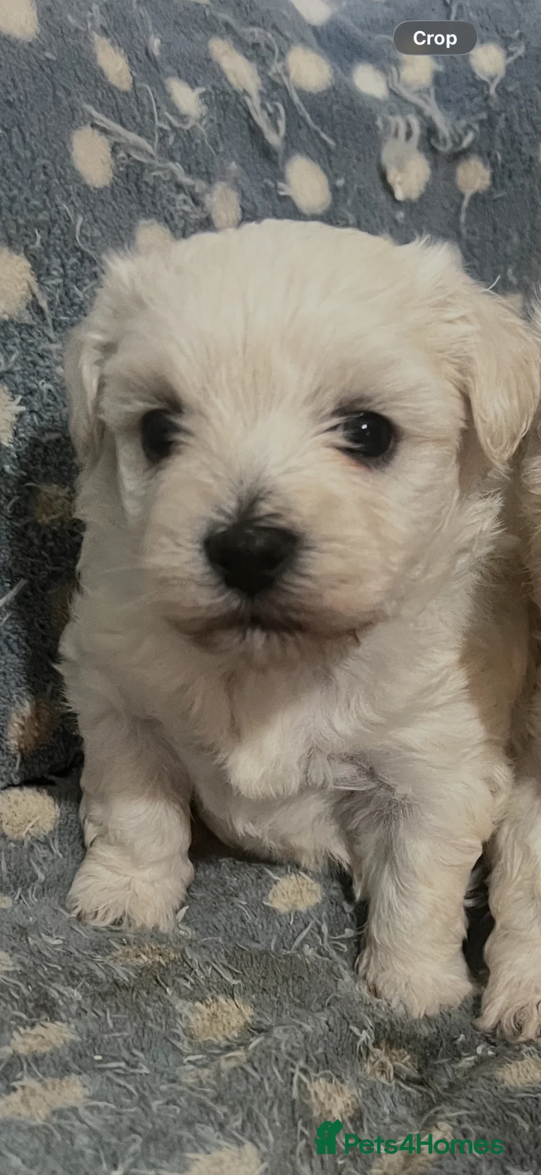 Bichon Frise dogs for sale: Bichon frise - Advert 8