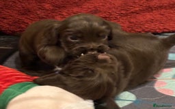 Cocker Spaniel dogs for sale: Beautiful Cocker Spaniel Puppies - Advert 37