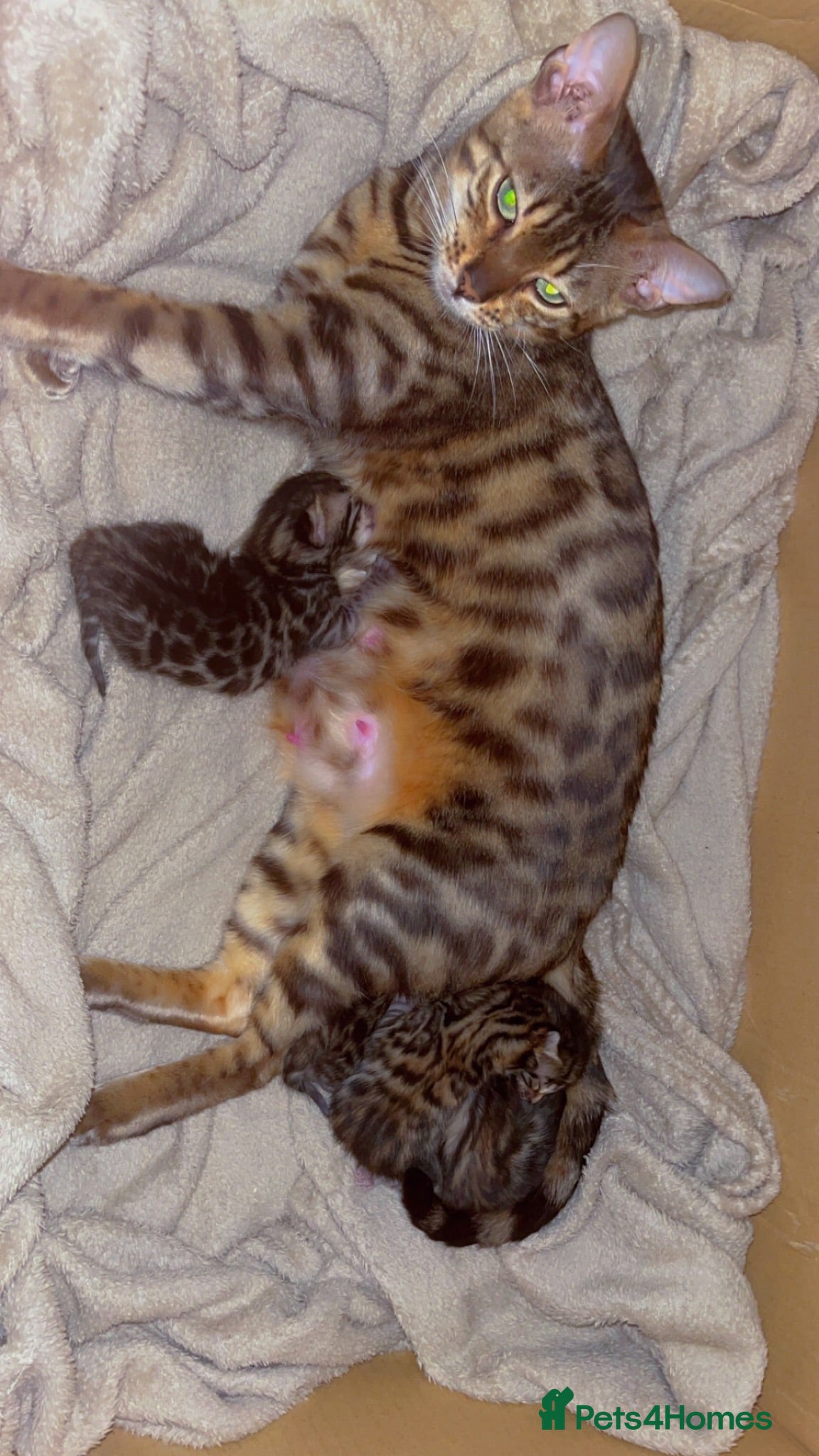 Bengal cats 🐆Tica reg kittens available 🐆 - Advert 3
