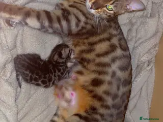 Bengal cats 🐆Tica reg kittens available 🐆 - Advert 3
