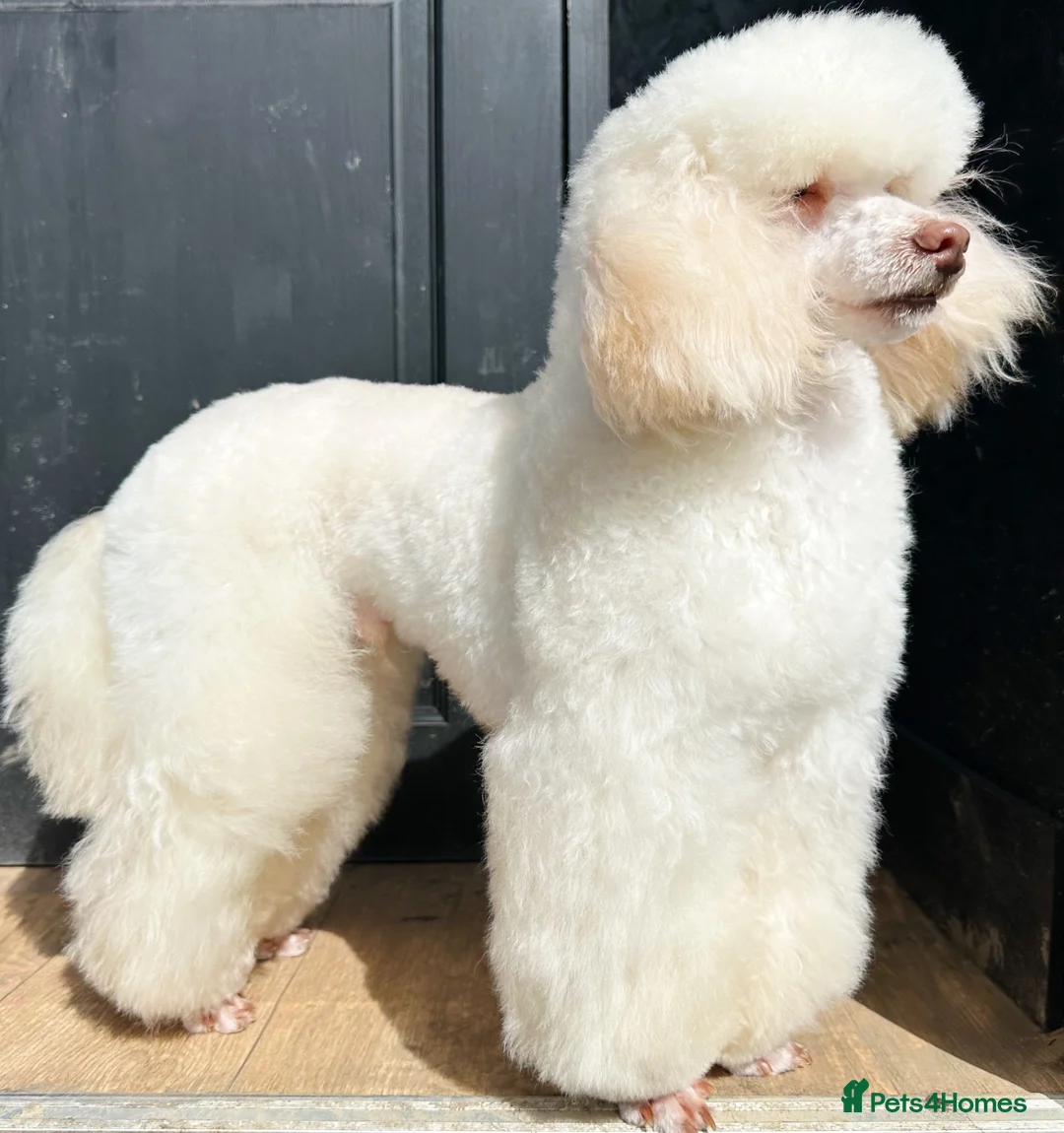 Toy Poodle dogs for stud: Top Quality KC Toy Poodle for Stud in Bury Saint Edmunds - Advert 4