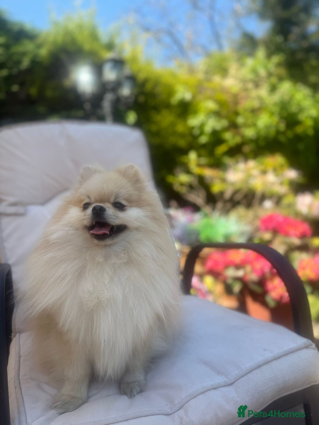 Pomeranian dogs for sale: Beautiful small Pomeranian girl cream colour  - Image 10