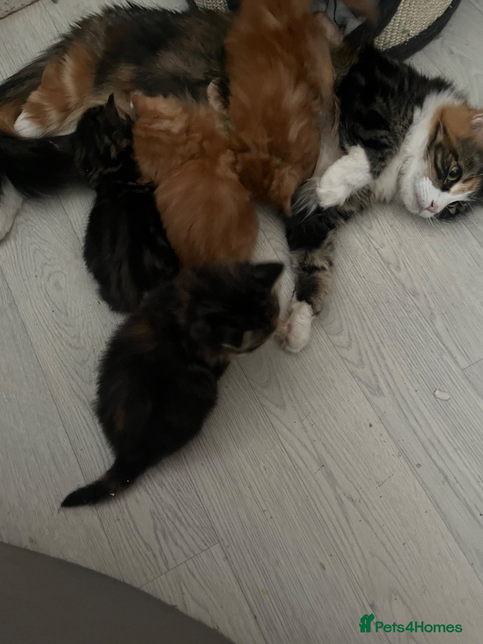 Maine Coon cats stunning babies looking for there forever homes 🏠 - Advert 1