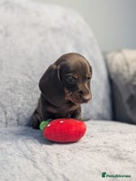 Miniature Dachshund dogs Adorable little of miniature daschunds - Advert 4
