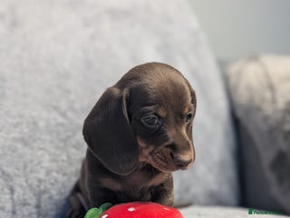 Miniature Dachshund dogs Adorable little of miniature daschunds - Advert 8