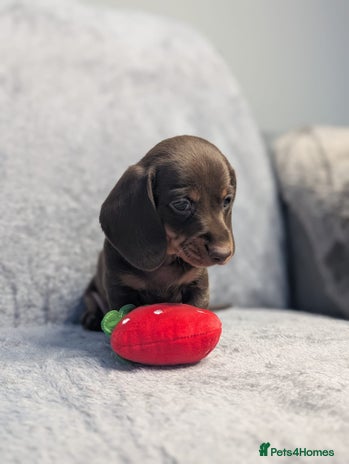 Miniature Dachshund dogs Adorable little of miniature daschunds - Advert 8